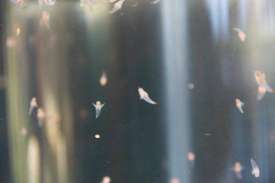 🧊 오호츠크 유빙 과학센터 GIZA (홋카이도리츠 오호츠크 류효 카가쿠 센타 기자) 이미지 8